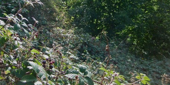 Brambles and blackberries, 11/9/11