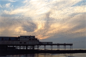 Aber pier with starlings, 13/2/16