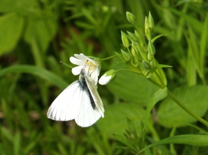 Butterfly , 6/5/14