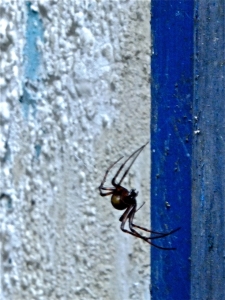 Cave spider, 5/10/13