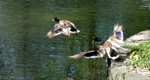 Ducks taking off, 2/6/12