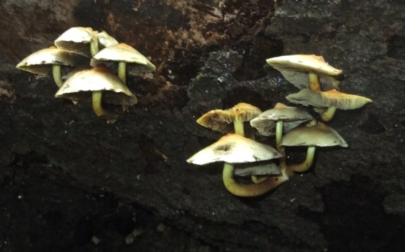 Leprechaun village, 2/10/11