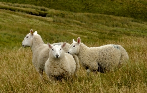Sheep in Mosedale, 31/8/12