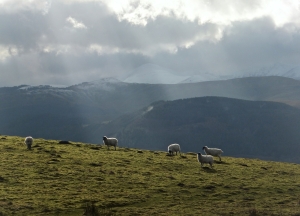 Sheep on Binsey, 4/2/14
