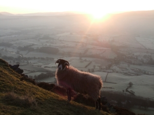 Sheep on Doddick Fell, 14/1/12