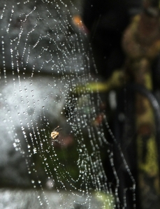 Wet web, 20/9/14