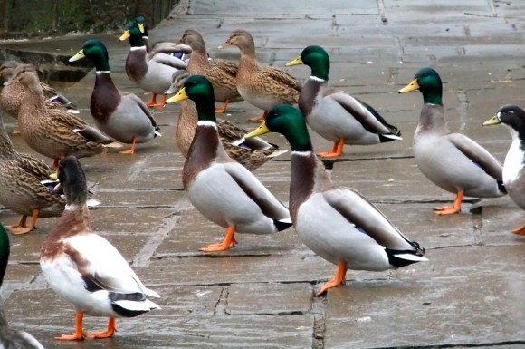 Duck parade, 22/11/11