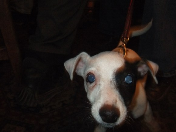 Jack Russell pup, 25/11/11