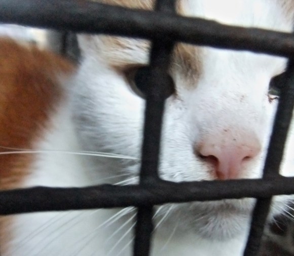 Cat behind gate, 11/1/12