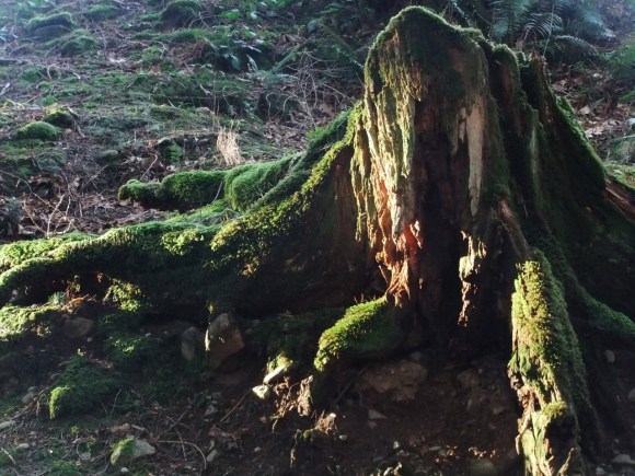Tree stump creature, 13/1/12