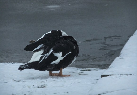 Muscovy duck in snow, 4/2/12