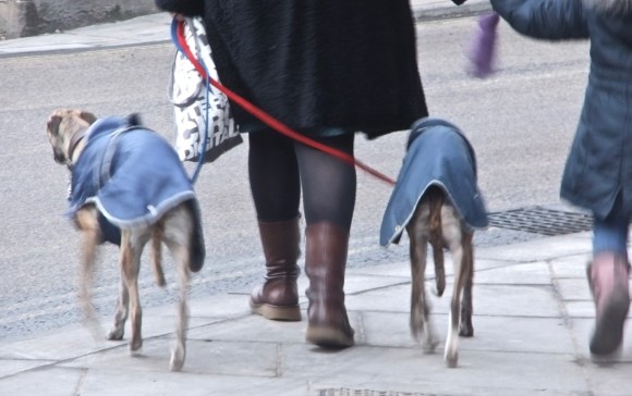 Wrapped whippets, 8/2/12_low-res