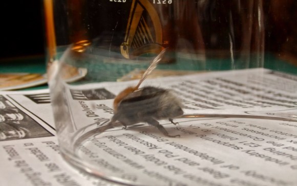 Bee in glass, 23/3/12
