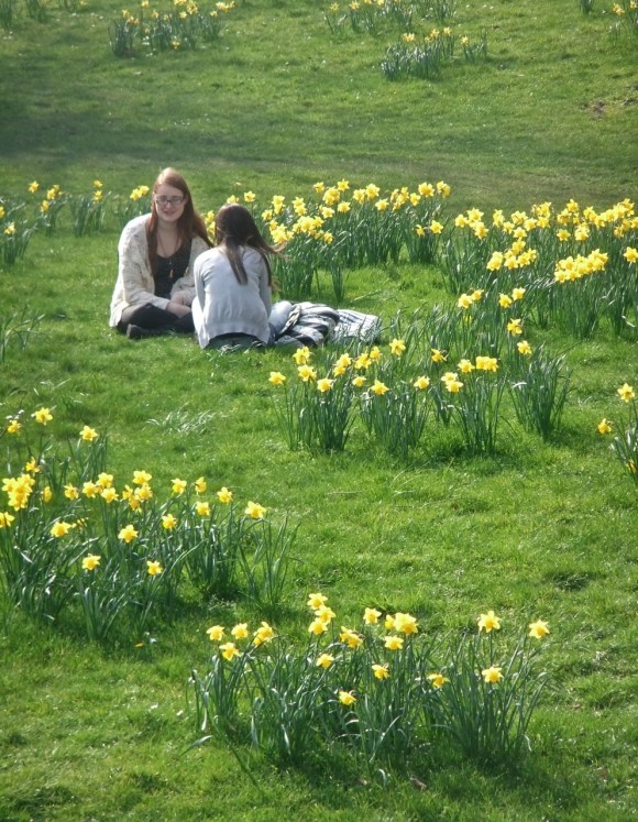 Daffodils on campus, 22/3/12