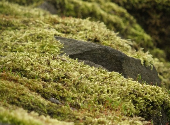 Moss carpet, 21/3/12