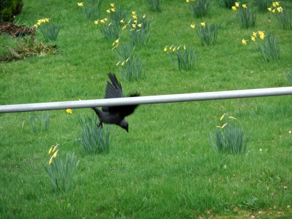 Rook and daffodils, 20/3/12