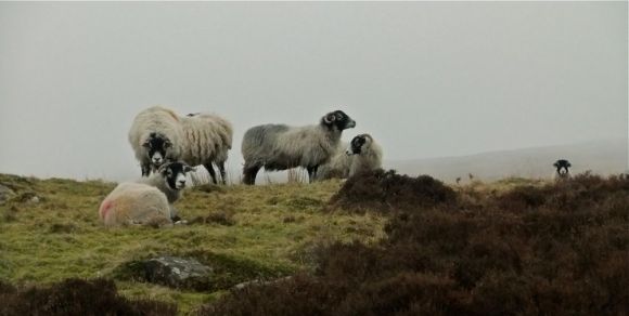 Sheep quintet, 12/3/12