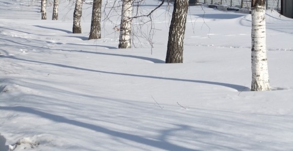 Silver birches, 28/3/12