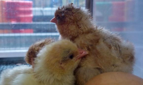 Baby chicks, 18/4/12
