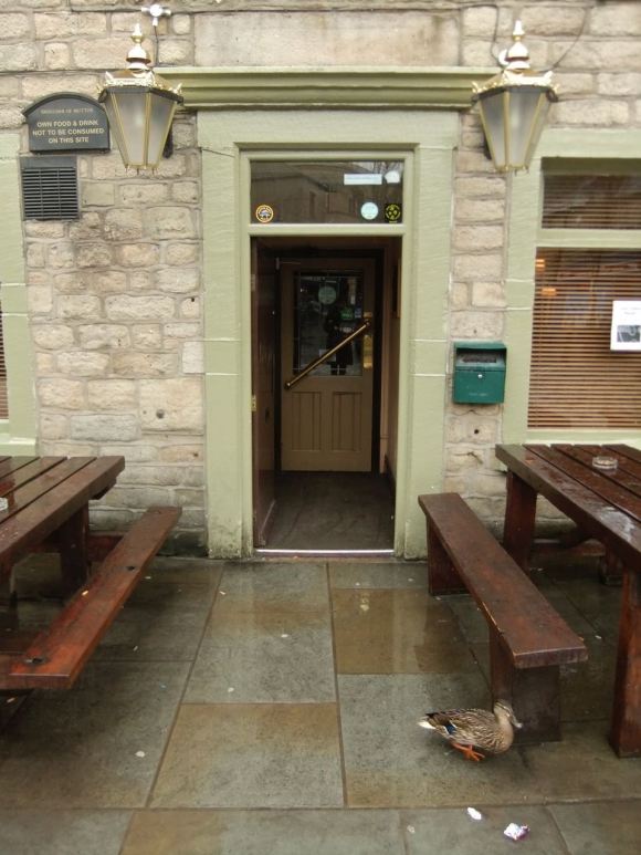 Duck outside pub, 20/4/12_low-res