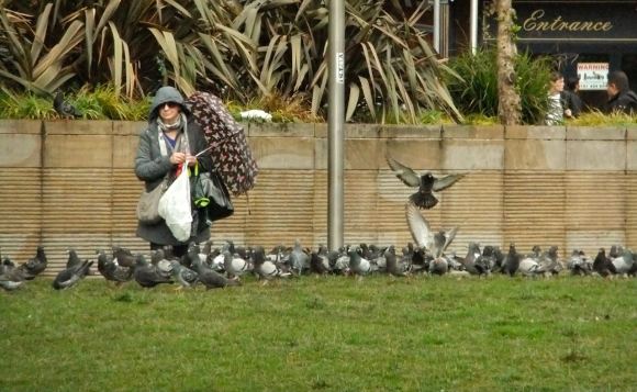 Pigeon feeding, 23/4/12