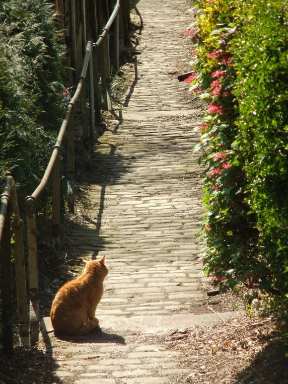Steep Fields steps, 21/4/12