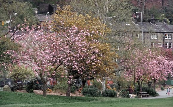 May day blossoms, 1/5/12