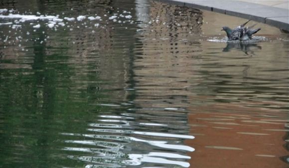 Morning dip, 30/5/12