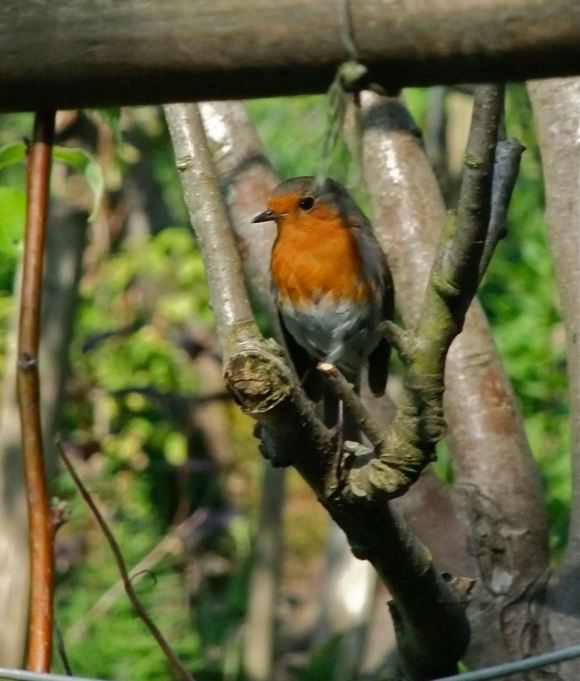 Robin, 27/5/12