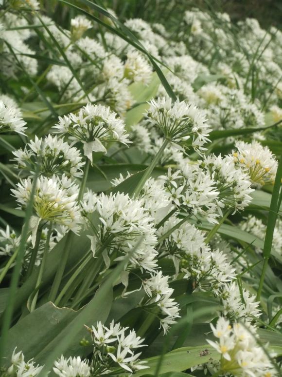 Wild garlic, 20/5/12