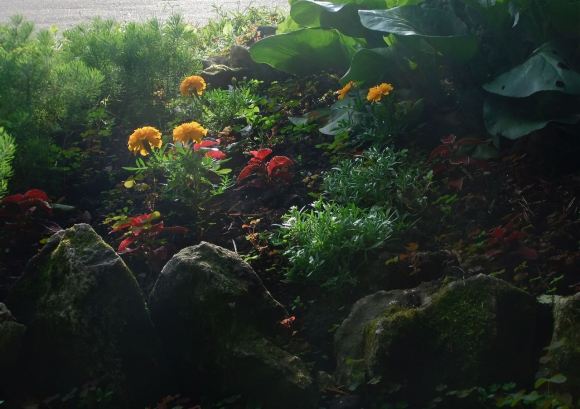 Atlas Park garden, 27/6/12