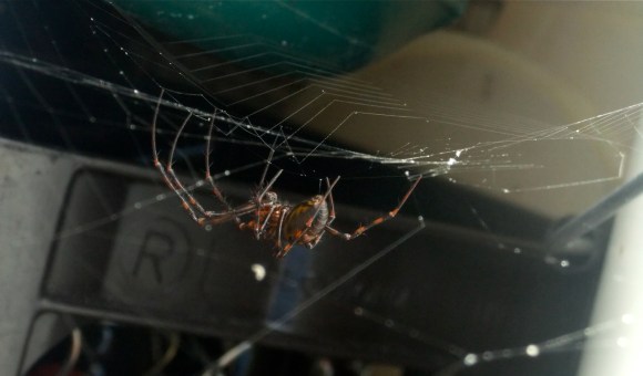 Spider in shed, 9/6/12