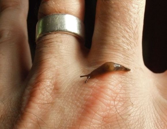 Baby slug, 23/7/12