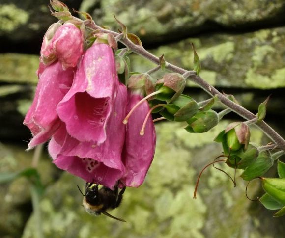 Bumblebee at work, 25/7/12