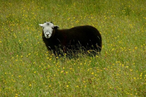 Sheep in buttercups, 2/7/12
