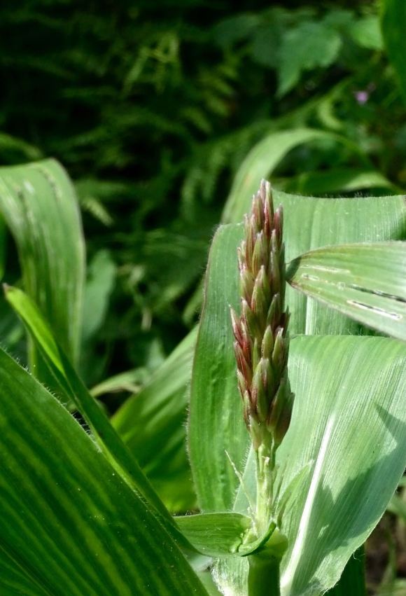 Ear of corn, 16/8/12