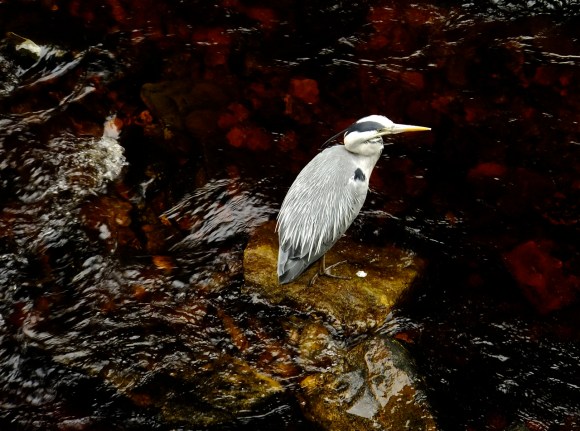 Heron, 2/9/12 Heron, 2/9/12