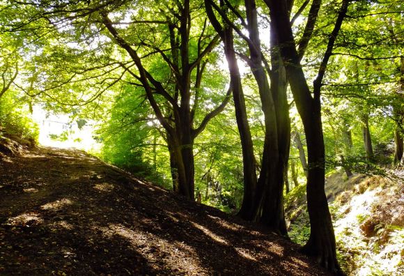 Nutclough woods, 8/9/12