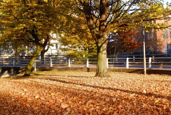 Manchester leaves, 5/11/12