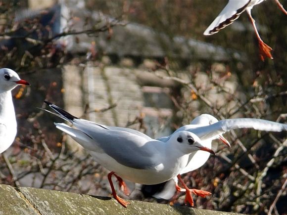 Seagulls HB, 23/11/12
