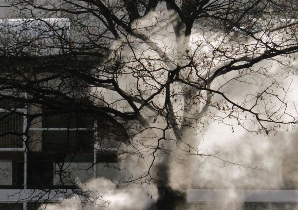 Steam tree, 12/12/12