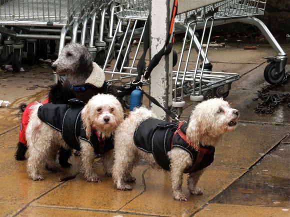 Upset dogs, 24/12/12