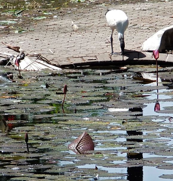 Ibis, Botanical Gardens, 30/1/13