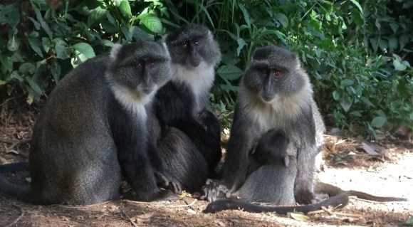 Monkey family, 12/1/13