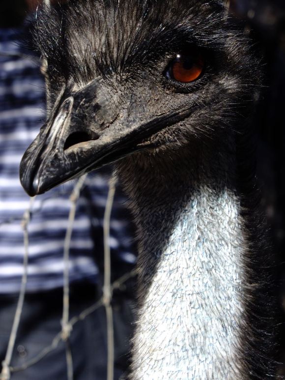 Emu, 6/2/13