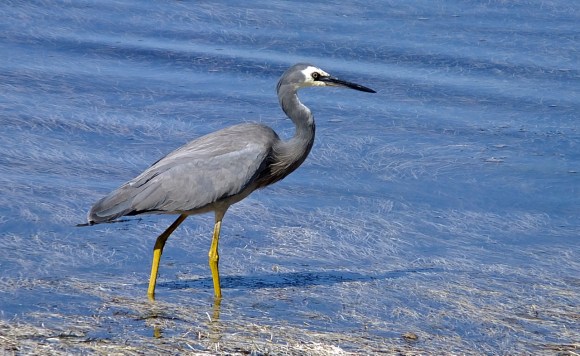Geelong heron, 15/2/13