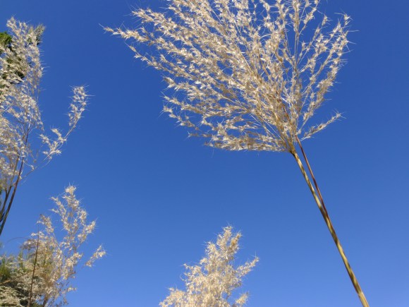 Grasses, Sawdust Bay, 22/2/13