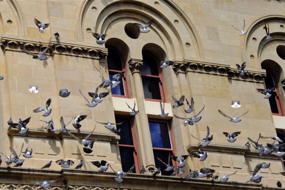 Pigeons, SA museum, 2/2/13