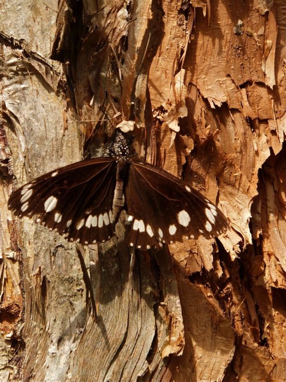 Butterfly on paperbark tree, 18/3/13_low-res