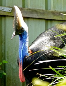Cassowary, 28/3/13